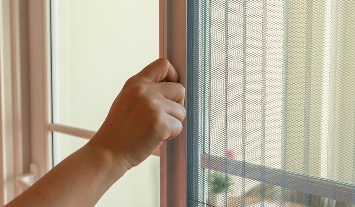 Sineklik Seçerken Dikkat Edilmesi Gereken 5 Önemli Nokta